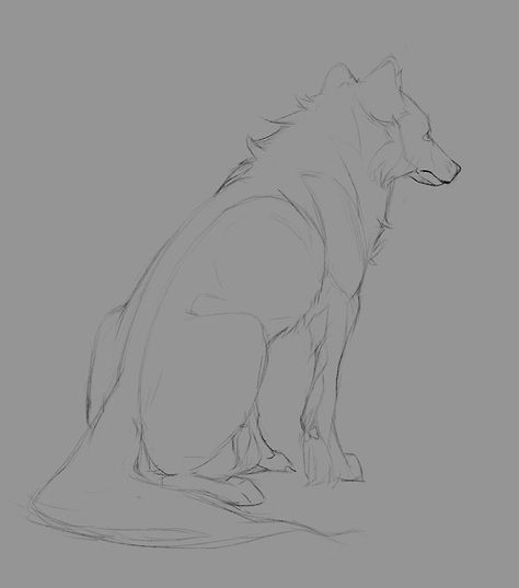 Wolf Sitting, Wolf Drawings, Wolf Poses, Anime Wolf Drawing, Jin Jang, Wolf Sketch, Canine Drawing, Canine Art, Wolf Drawing