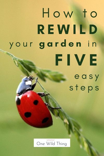 Want to attract wildlife into your garden? Many of use spend a tonne of time mowing, weeding and pruning our gardens but wildlife needs... wild! These easy steps will allow you to rewild your garden and bring wildlife back! #rewild Rewilding Garden Uk, Wildlife Garden Ideas Uk, Wilding Garden, Rewilding Garden, Biodiverse Lawn, Wildlife Backyard, Wildlife Garden Ideas, Wildlife Garden Design, Helping Nature