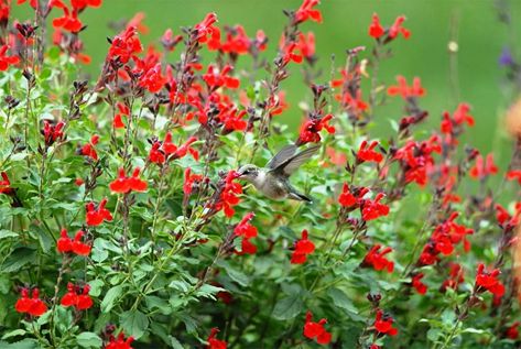 How to Grow Autumn Sage Salvia - Watters Garden Center Autumn Sage Plants, Red Salvia, Landscape Shrubs, Salvia Greggii, Autumn Sage, Sage Plant, Leafy Plants, Long Flowers, Perennial Shrubs