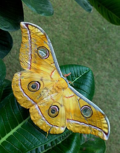 Silkworm Moth (Antheraea sp) Silkworm Moth, Colorful Moths, Papillon Butterfly, Insect Photography, Moth Caterpillar, Cool Bugs, Beautiful Bugs, Butterfly Pictures, Butterfly Kisses