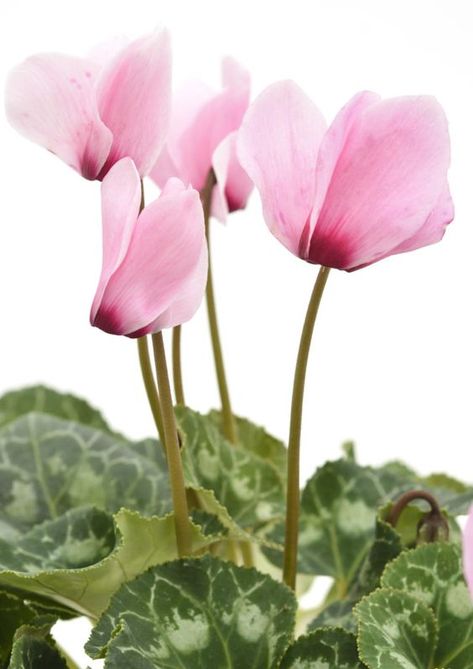 ♔ Cyclamen Motherhood Tattoo, Cyclamen Care, Cyclamen Persicum, Ladybug Nursery, Flower Reference, African Violets Plants, Violet Plant, Winter Flowers, Garden Borders