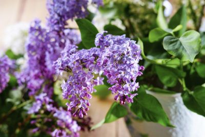 Container Grown Lilacs: Learn How To Grow Lilac In A Pot -  Not every gardener has the space or the long-term living situation for big, old, flowering bushes like lilac. If this is your situation, maybe you should try growing lilacs in containers. Learn more about how to grow a lilac in a pot in this article. Korean Lilac Tree, Lilac Plant, Flowering Bushes, Lilac Bushes, Lilac Tree, Indoor Vegetable Gardening, Organic Vegetable Garden, Garden Shrubs, Home Vegetable Garden