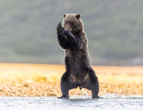 Giant grizzly bear stands out as it practises some yoga positions in Alaska Bears Standing Up, Bear Back Horse Riding, Bear Lying Down, Grizzly Bear Standing, Bear Standing, Yogi Bear, Yoga Positions, Relaxing Yoga, Yoga Moves