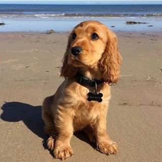 Red Cocker Spaniel, Red Lab Puppies, Cocker Spaniel Puppy, Crazy Dog Lady, English Cocker Spaniel, Dog Info, Lab Puppies, Dog Rules, Happy Puppy