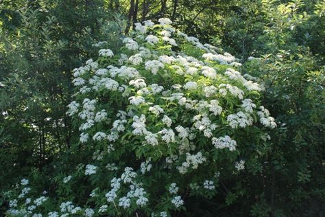 Elderberry Growing, Elderberry Tree, Pagoda Dogwood, Elderberry Plant, Elderberry Bush, Summer Gardens, Maine Summer, Twig Dogwood, Flowering Cherry Tree