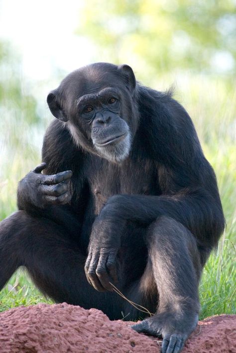 Chimpanzee Chimpanzee Photography, Chimpanzee Art, Wild Animals Photography, Man Cave Room, Great Ape, Art Animals, Funny Cats And Dogs, Noahs Ark, Amazing Animals