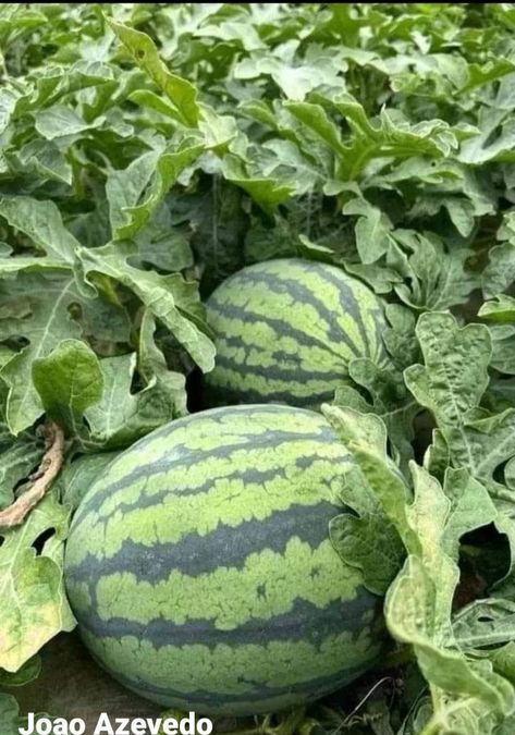 Melon Garden, Watermelon Vodka Drinks, Watermelon Juice Recipe, Watermelon Sangria, Watermelon Dessert, Ripe Watermelon, How To Grow Watermelon, Watermelon Water, Watermelon Cocktail