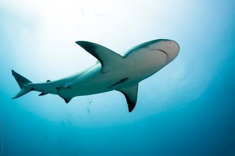 Whale Shark Underside, Sea Puppies, Caribbean Reef Shark, Silly Sharks, Greenland Shark, Grey Reef Shark, Ocean Stuff, Shark Photos, Ocean Sailing