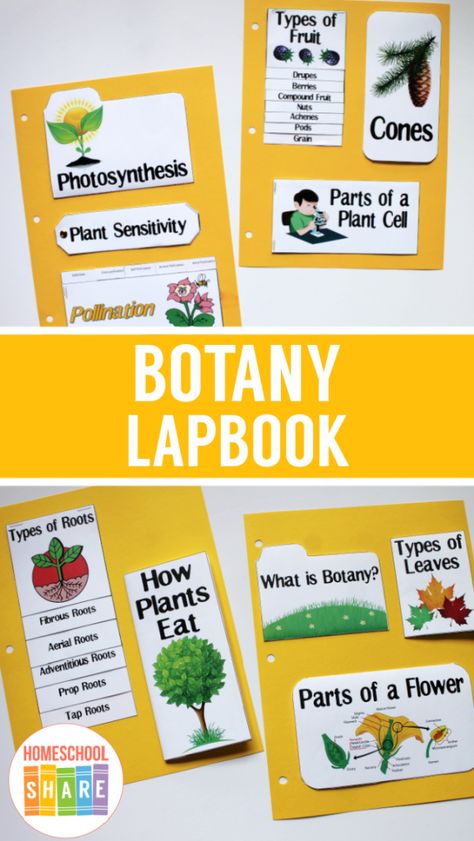 Lap Book Ideas, Plant Lap Book, Science Lapbooks, Plant Classification, Homeschool Unit Studies, Unit Studies Homeschool, Class Board, Plant Insects, Lap Book