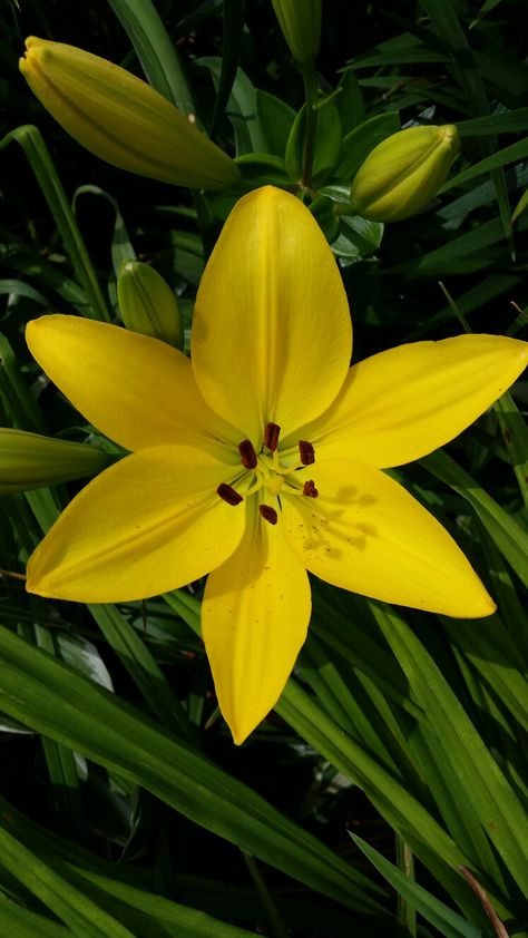 Yellow lilies. Yellow Lily Painting, Yellow Flower, Flower Garden Plans, Flower Curtain, Lily Bulbs, Window Box Flowers, Lily Painting, Flowers Photography Wallpaper, Flower Cart