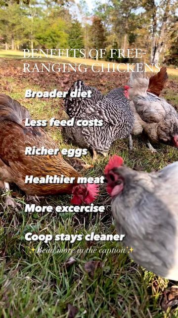 Goats House, Goat House, Healthy Meats, Farm And Garden, Free Range Chickens, Fenced Yard, Natural Diet, Chicken Coops, Free Range