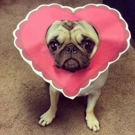 Valentine Animals, Pug Valentine, Funny Pugs, Dog Heart, Pug Pictures, Pug Puppies, Pugs Funny, Happy Puppy, Dog Valentines