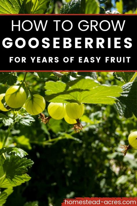 How to grow gooseberries in your garden or in containers to have tons of berries for jams and pies for years to come. This hardy fruit bush is perfect for new gardeners and those that want fruit production without a lot of fuss. Gooseberry bushes also make pretty ornamental shrubs in your garden. Victorian Garden Ideas, How To Grow Gooseberries, Backyard Garden Vegetable, Fruit Farming, Gooseberry Plant, Gooseberry Bush, Ornamental Shrubs, Fruit Bushes, Growing Fruit Trees