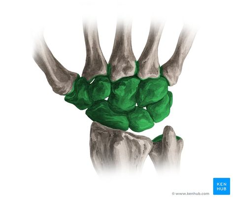 This article describes the anatomy of the carpal bones, including their relations, features, and clinical aspects. Learn more about this topic at Kenhub! Carpal Bones, Hand Anatomy, Hand Therapy, Anatomy, Bones, Sports, Tela