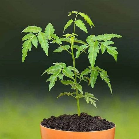 Neem Tree, Ayurvedic Plants, Miracle Tree, Ayurvedic Herbs, Small White Flowers, Tree Seeds, Neem Oil, Tree Care, Shade Trees