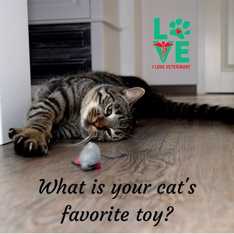 I Love Veterinary Store - Gifts for Vets, Vet Techs, Students, Pets Check more at https://cateper.com/i-love-veterinary-store-gifts-for-vets-vet-techs-students-pets-28/ Diy Cat Toys Easy, Clipping Cat Nails, Vet Tech Week, Vet Tech Gifts, Cut Cat, S Nails, Diy Cat Toys, Tech Week, What Cat