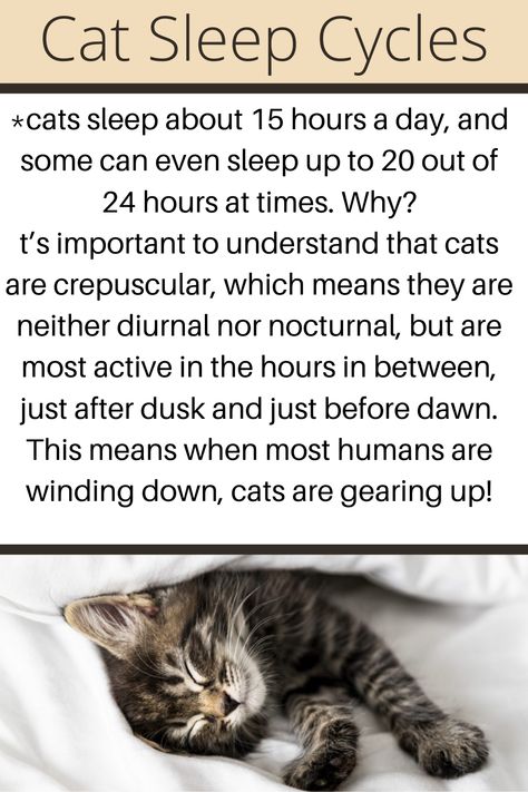 Kitten Tips Life Hacks, Cat Tips Life Hacks, Cat Facts Interesting, Cats Astethic, Cat Facts Text, Cat Sleep, Cat Tips, Colorful Hairstyles, Cat Health Care