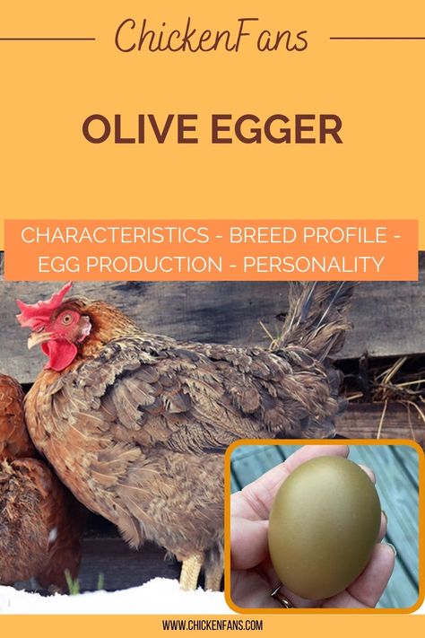 If you’re looking for a chicken that can lay beautiful pastel to dark green eggs, then the Olive Egger is the one for you. These friendly and highly intelligent chickens will not only provide you with a carton full of beautiful olive eggs, but they also make great companions to have around your backyard. Olive Eggers, Olive Egger Chicken, Cream Legbar, Olive Egger, Easter Eggers, Layer Chicken, Colored Eggs, Coop Ideas, Colorful Eggs