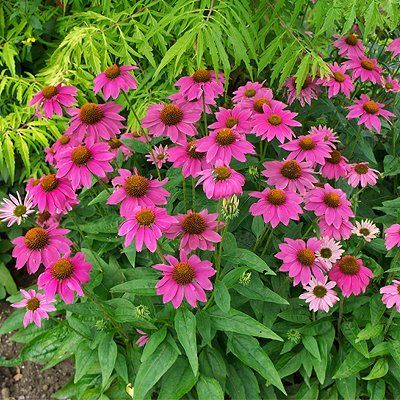 Echinacea 'Pow Wow Wild Berry' is a shorter form of echinacea Oklahoma Garden, Spring Scenery, Landscape Plants, Zone 5, Pow Wow, Wild Berry, April Showers, May Flowers, Landscaping Plants