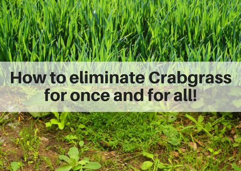 Tips for getting rid of crabgrass in Fairfield County, CT. In this article, I share how to get rid of crabgrass, as well as prevent it from regrowing next year, and then how to maintain a happy and healthy lawn so you can prevent its return. Crabgrass Removal Lawn Care, How To Get Rid Of Crab Grass In Lawn, Crab Grass How To Get Rid Of, Killing Weeds In Lawn, Crabgrass Removal, Garden Insect Repellent, Farm Plants, Killing Weeds, Crushed Granite