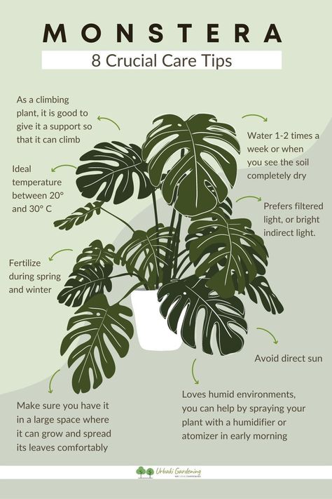 Do you want to know how to propagate Monstera delicious cuttings easily?Here you will find 2 different methods to achieve it. Propagating monstera in water and propagating cuttings in sphagnum moss! Both methods were great!You will also be able to learn how to get new babies out and get them started strong with spreading water. How To Plant Monstera, Propagating A Monstera, Indoor Monstera Plant, How To Water Indoor Plants, Climbing Monstera Plant, How To Propagate Plants, How To Propagate Monstera, Propagating Monstera Deliciosa, Monstera Plant Propagation