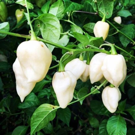 10Pcs White Ghost Pepper Chili Seeds Bhut Jolokia White Heat Chili Seeds Pepper Seeds Very Spicy by Street97 now at https://ift.tt/2ObVY7A Chili Plant, Habanero Recipes, Ghost Chili, Carolina Reaper Pepper, Chilli Seeds, Bhut Jolokia, Plant Vegetables, Hot Pepper Seeds, Poppers Recipe