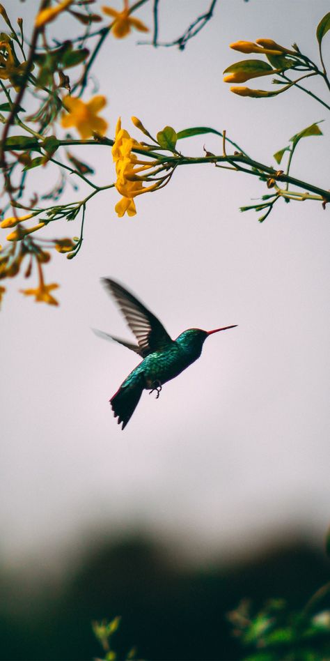 Hummingbirds Photography, Macro Photography Flowers, Hummingbird Pictures, Close Up Photography, Bird Pictures, Pretty Birds, Bird Photo, Birds Flying, Download Free Images