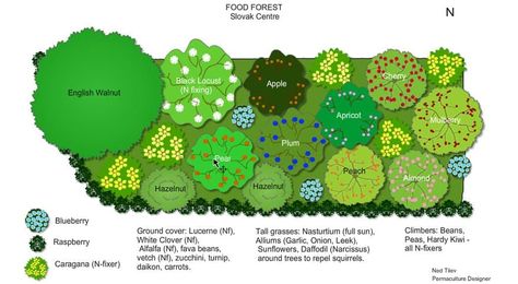 Grow a Permaculture Garden (Less Work   More Yields) | Family Food Garden Food Forest Design, Tree Guild, Food Forest Garden, Orchard Design, Permaculture Garden, Southern Ontario, Garden Plan, Permaculture Gardening, Permaculture Design