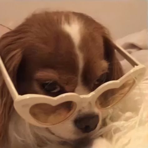 Animals Dog, Alien Stage, Cute Kawaii, Tik Tok, Sunglasses