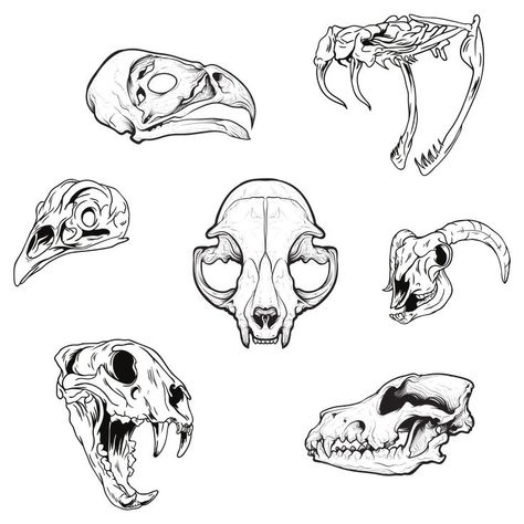 simple pack of animal skull line art Skulls Sketch, Animal Skull Tattoo, Animal Skull Drawing, Tattoo Crane, Bone Drawing, Skull Sketch, Insect Tattoo, Bone Tattoos, Animal Skull