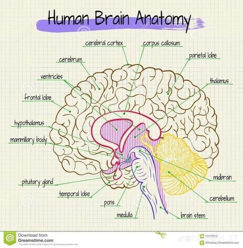 Human Brain Diagram, Human Brain Anatomy, Brain Diagram, Anatomical Brain, Sistem Saraf, Study Biology, Basic Anatomy And Physiology, Nurse Study Notes, Nursing Student Tips