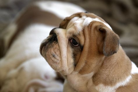 Bulldogs are known for their dedicated demeanor and adorably wrinkled appearance. Unlike other breeds, they require a few special considerations when it comes to exercise, training, and grooming. For tips on navigating your Bulldog’s first year and beyond, we’ve turned to Brenda Fontanos, AKC Bulldog breeder and owner of Font A Nose Bulldog in Lebanon, […] The post Bulldog Puppy Training Timeline: What to Expect and When to Expect It appeared first on American Kennel Club. English Bulldog Care, Hercules Mulligan, French Bulldog Names, Bulldog Training, Bulldog Names, Baby Bulldog, Puppy Stages, Pet Stroller, Group Of Dogs