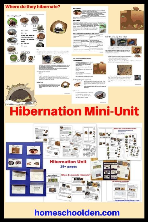 This Hibernation Mini-Unit is more than 25 pages and covers: why animals hibernate, terms such as torpor, brumation, estivation, diapause, endotherms vs. ectotherms, where animals hibernate and spend the winter, as well as the dangers of hibernation. #HibernationUnit #WinterUnit #HibernationWorksheets #HomeschoolCurriculum Hibernation Unit Study, Hibernation Activities, Science Printables, Homeschool Science Curriculum, Winter Unit, Notebook Pages, Science Notebooks, Unit Studies, Homeschool Life