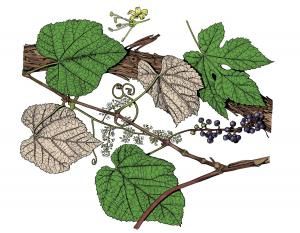 Drawings Of Leaves, Leaf Identification, Brown Thrasher, Grape Varieties, Tissue Types, Insect Pest, Grape Bunch, Zinfandel, Red Grapes