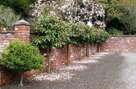 Lollipop Fairy Magnolia Blush at our entranceway. The smaller michelia to the… Port Wine Magnolia, Magnolia Hedge, Hedge Landscaping, Fairy Magnolia, Magnolia Tree Landscaping, Evergreen Magnolia, Pleached Trees, Simple Garden Designs, Privacy Trees