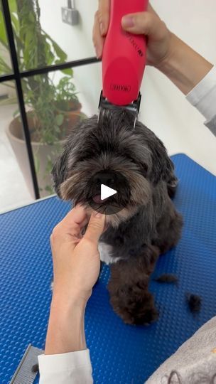 115 reactions · 4 comments | Speed up your grooming routine by mastering your clippers!

Watch how I clipped Cleo’s head with my KM Cordless Clippers by Wahl to cut down on scissoring time.

Enjoy, and I’ll see you in the next video 🐾❤️

#wahlanimaluk #wahl @wahlanimaluk #doggroomingtips #doggrooming | Hackney Barkers | Dog Grooming | hackneybarkers · Original audio Dog Grooming Tips, Grooming Routine, Dog Care Tips, Next Video, Imagine Dragons, Dog Stuff, Dog Care, Dog Grooming, Karaoke