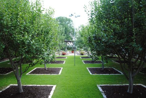 Orchard Fruit Garden Design, Fruit Trees Garden Design, Tree Garden Design, Orchard Ideas, Fruit Trees Backyard, Backyard Orchard, Orchard Design, Fruit Tree Garden, Fruit Orchard