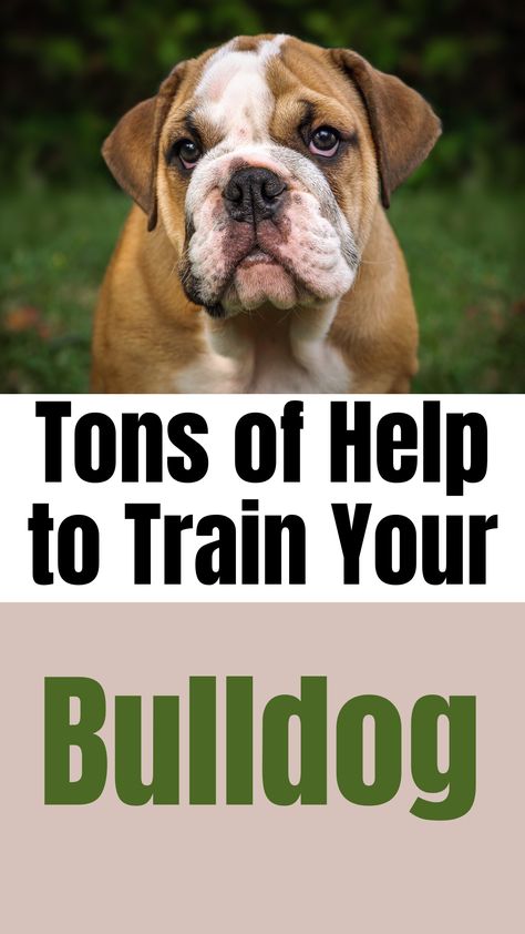 31 Free Dog Training Tutorials from Professional Dog Trainer and Behavioral Specialist, Doggy Dan.  I've been recommending Doggy Dan, owner of the dog training website, TheOnlineDogTrainer.com, for more than 7 years for dog training because his training methods are kind, easy-to-follow and effective.  You’ll be glad you found this! Behavioral Specialist, Bulldog Training, Dog Aggression, Dog Behavior Problems, Dog Obedience Training, Dog Training Techniques, Loving Animals, Aggressive Dog, Train Your Dog