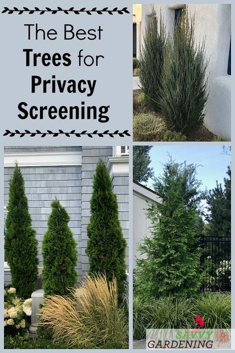 Need to block out a noisy neighbor or screen out a terrible view? These trees can help! Meet some of the best evergreen trees for privacy screening and noise reduction. #gardendesign #gardeningtips Berm For Privacy, Best Trees To Plant Along Fence, Privacy Trees Along Fence Backyards, Outdoor Mantle Decor, Landscaping Trees Near House, Trees Along Fence Backyards, Privacy Trees Along Fence, Venue Landscaping, Privacy Landscaping Between Houses