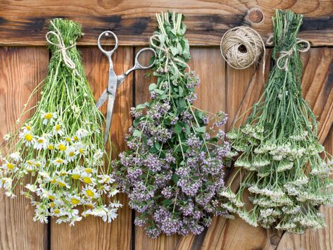 Herbal Plants to Grow For Homemade Tea - the Imperfectly Happy home Drying Fruit, How To Dry Flowers, Flower Drying, Oregano Plant, Preserving Flowers, Preserve Flowers, Pressed Flowers Diy, Drying Flowers, Dried Flowers Diy