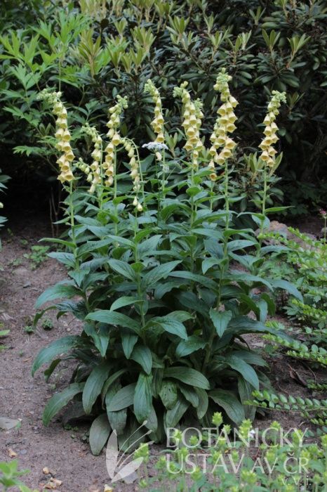 Digitalis grandiflora Digitalis Grandiflora, Tree Identification, Plants Flowers, Summer Season, Authors, Planting Flowers, Trees, Plants, Flowers