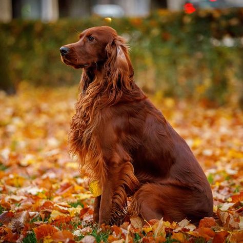 Irish Setter Aesthetic, Red Setter Dog, Irish Setter Puppy, Setter Puppies, Irish Red Setter, Red Setter, Red Coats, Irish Setter Dogs, Irish Setters