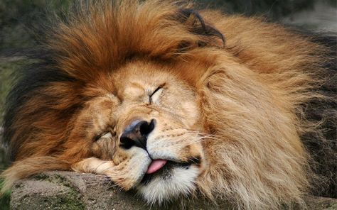 The color of a male lions mane varies from blond to black, generally becoming darker as the lion grows older. The Lion Sleeps Tonight, Wild Animals Photography, Sleeping Animals, Lions And Tigers, Lion Wallpaper, Male Lion, Lion Pictures, King Of The Jungle, Cute Lion