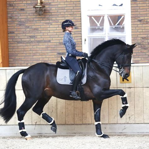 Horse Riding Dressage, Dressage Aesthetic, Dressage Photography, Dressage Videos, Equestrian Horses, 2 Horses, Equestrian Photography, Equestrian Dressage, Warmblood Horses