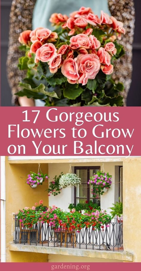 Just because you don't have a yard doesn't mean you can't grow an amazing flower garden on your balcony. Here are 17 of the best flowers for growing on a balcony. #balcony #urbangarden #gardening #flowergarden Urban Garden Balcony, Balcony Flower Pots, Terrace Flowers Ideas, Balcony Garden Flowers, Small Balcony Flower Garden, Flower Balcony Ideas, Small Patio Flower Ideas, Best Plants For Balcony Garden, Best Plants For Balconies