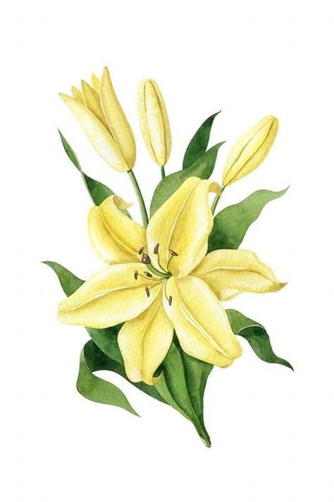 Lily Flower Watercolor Painting, Yellow Lily Painting, Yellow Lily Tattoo, Watercolor Daylilies, Yellow Flowers Drawing, Yellow Flower Wedding, Yellow Lily Flower, Lilies Watercolor, Yellow Watercolor Flowers