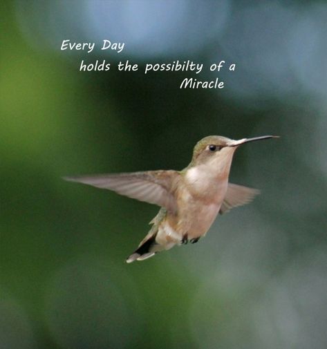 Hummingbird Spiritual Meaning, Hummingbird Facts, Hummingbird Quotes, Ge Aldrig Upp, Bird Quotes, Hummingbird Art, Favorite Words, Verse Quotes, Hummingbirds