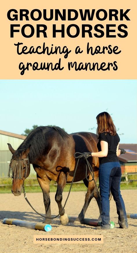 Groundwork for horses: Teaching a horse ground manners Ground Work For Horses Exercises, Horse Groundwork Exercises, Liberty Training For Horses, Horse Exercises Western, Horse Training Exercises Groundwork, Groundwork Exercises For Horses, Ground Work For Horses, Breaking A Horse, Horse Ground Work