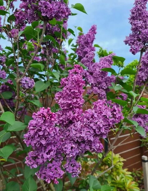 Dreaming of beautiful lilac blooms? Washington Lilacs, Lilacs Flowers, Lilac Aesthetic, Lilac Garden, Lilac Bush, Syringa Vulgaris, Lilac Bushes, Insecticidal Soap, Neem Oil