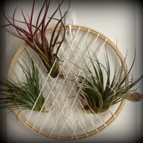 DIY Air Plant Hanger Collection from Nine Red Air Plants Diy, Air Plant Hanger, Air Plants Decor, Plant Display Ideas, Air Plants Care, Air Plant Display, Wall Interior, Diy Macrame Plant Hanger, Air Plant Terrarium